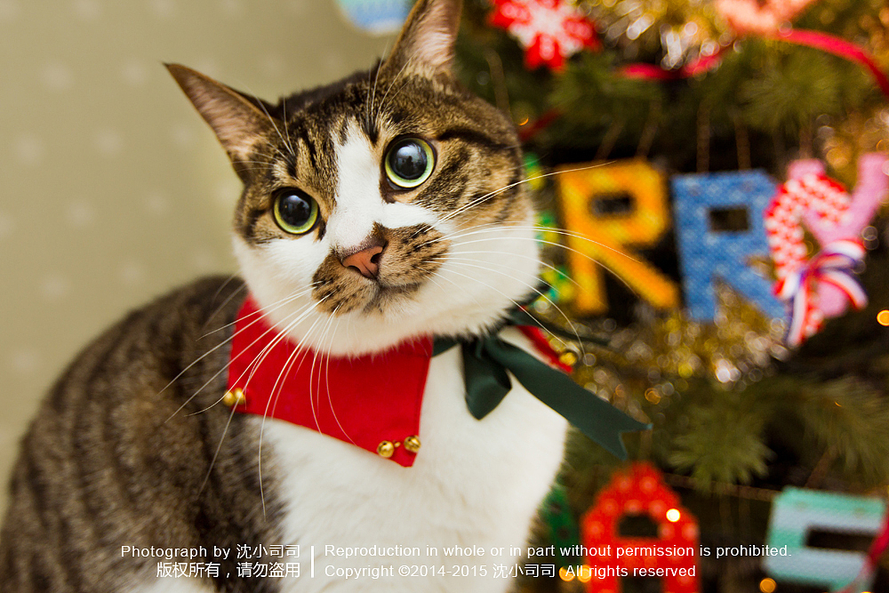 圣诞喵~（第二波）（图ZMjMxMDgzNzY=） - 宠物摄影 - 站酷设计师司司Yokey原创素材 - 站酷ZCOOL