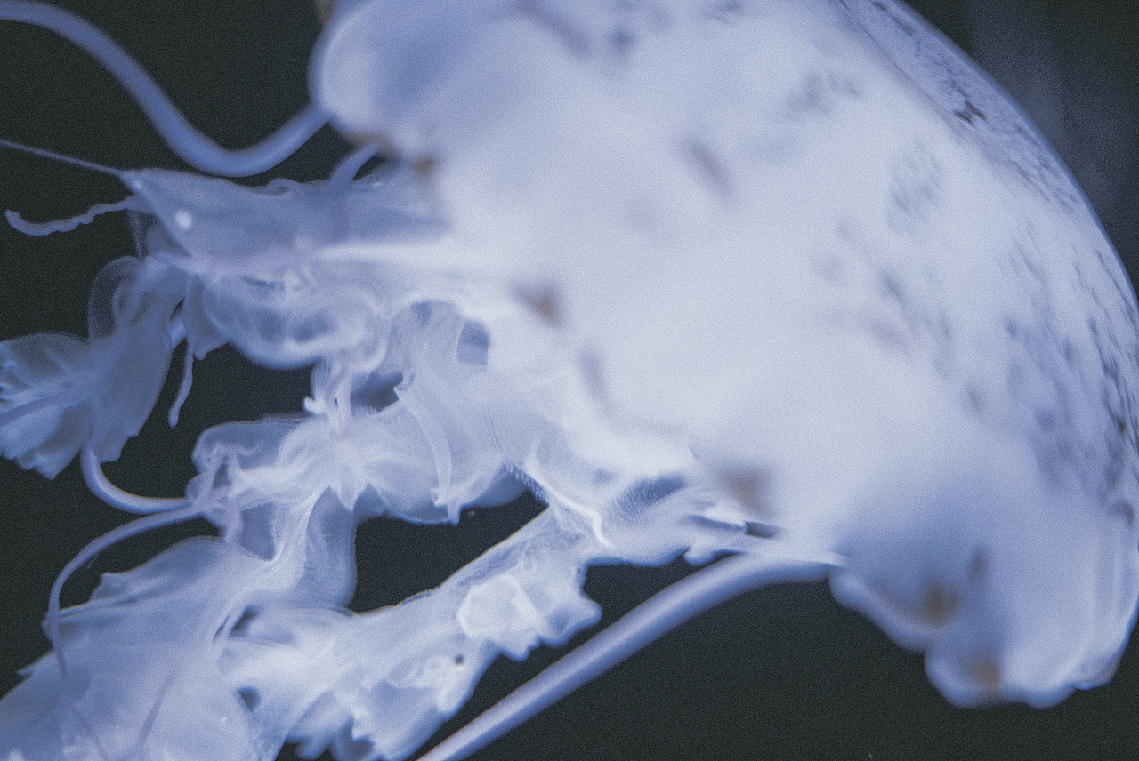 Fall in blue.（圖ZMTQ4NjYwMTgw） - 人像攝影 - 站酷設(shè)計(jì)師hi椰樹原創(chuàng)素材 - 站酷ZCOOL