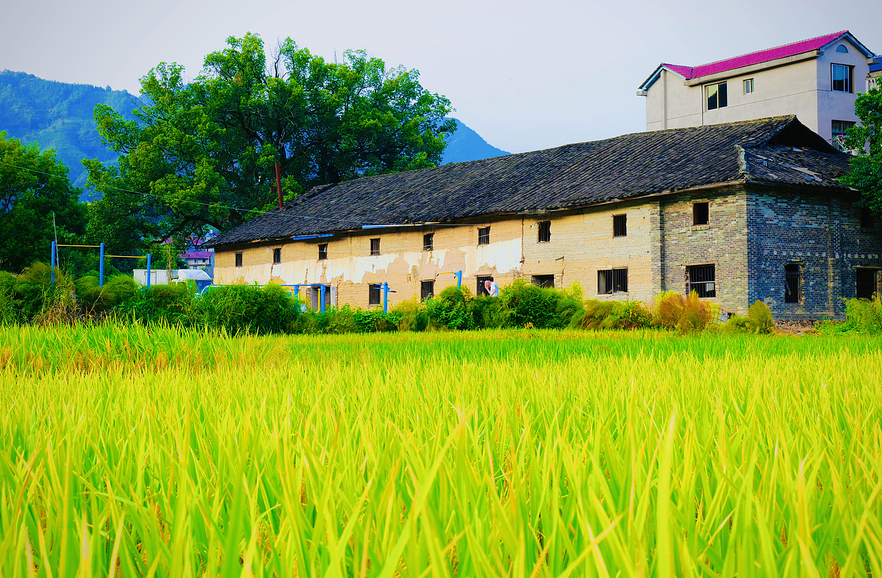 蓝天&稻田（图ZMzU2MTU3OTI0） - 风光摄影 - 站酷设计师Finn帆原创素材 - 站酷ZCOOL