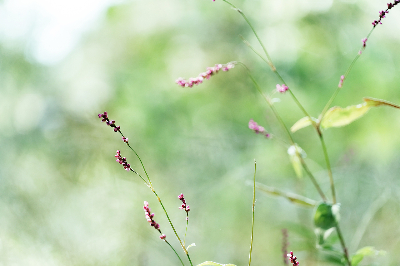 野生陽(yáng)光（圖ZMjc3ODg5ODgw） - 風(fēng)光攝影 - 站酷設(shè)計(jì)師只鳥原創(chuàng)素材 - 站酷ZCOOL