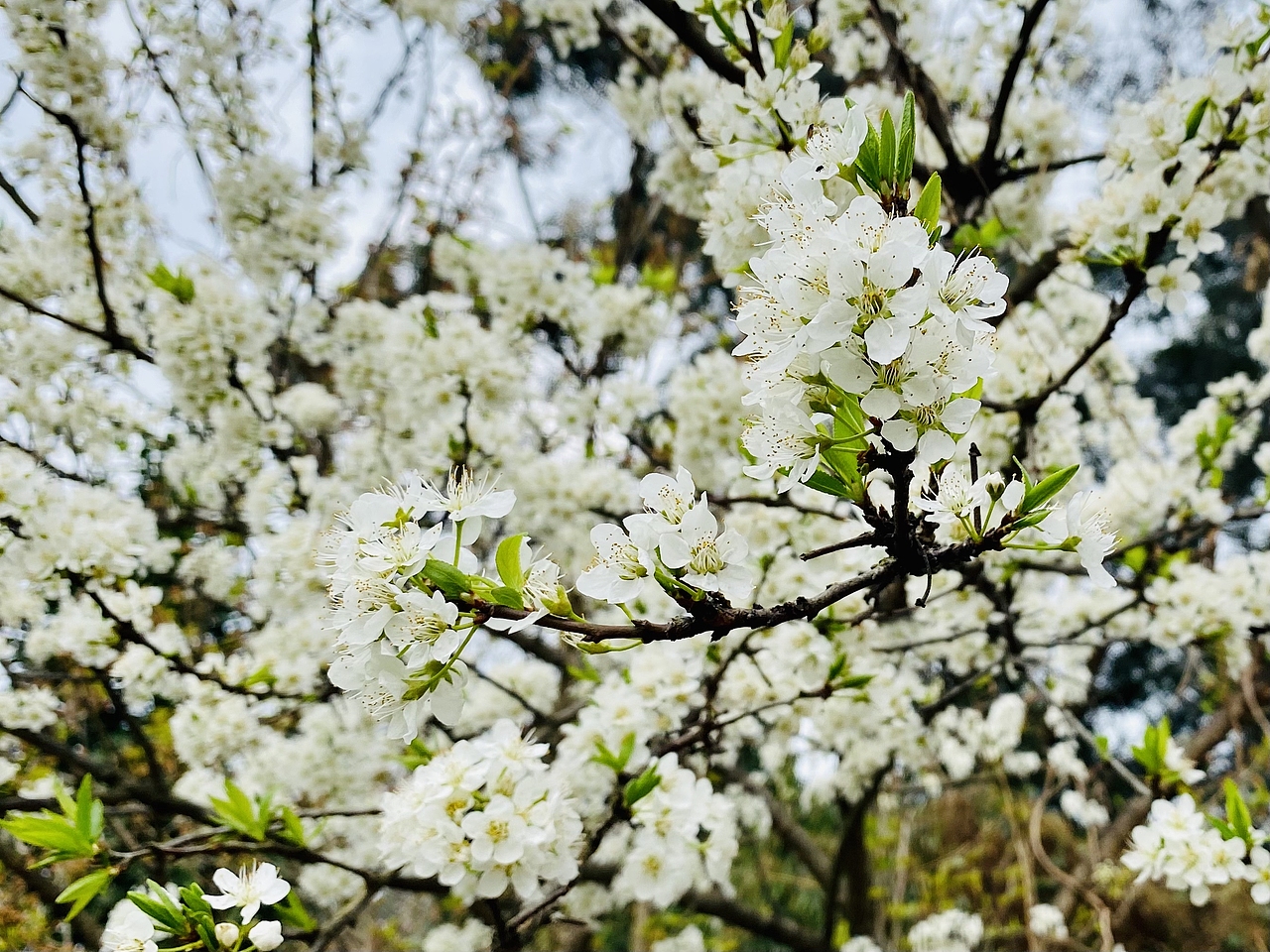 那些年…看过的花花儿^_^（图ZMzM1NDI3NDAw） - 其他摄影 - 站酷设计师wdder原创素材 - 站酷ZCOOL