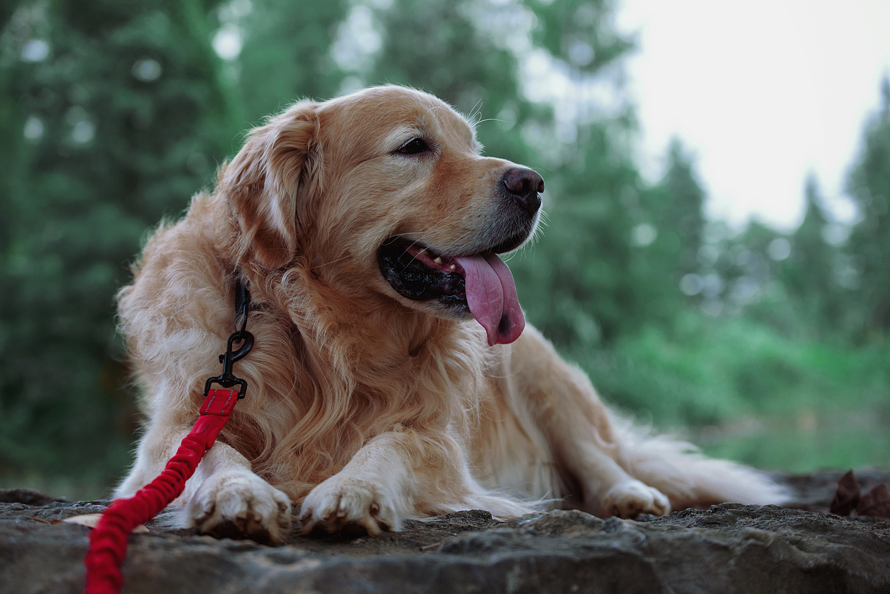 一只有心事的情绪汪.|摄影|动物|喜涂鸦乐 - 原创作品 - 站酷 (zcool)