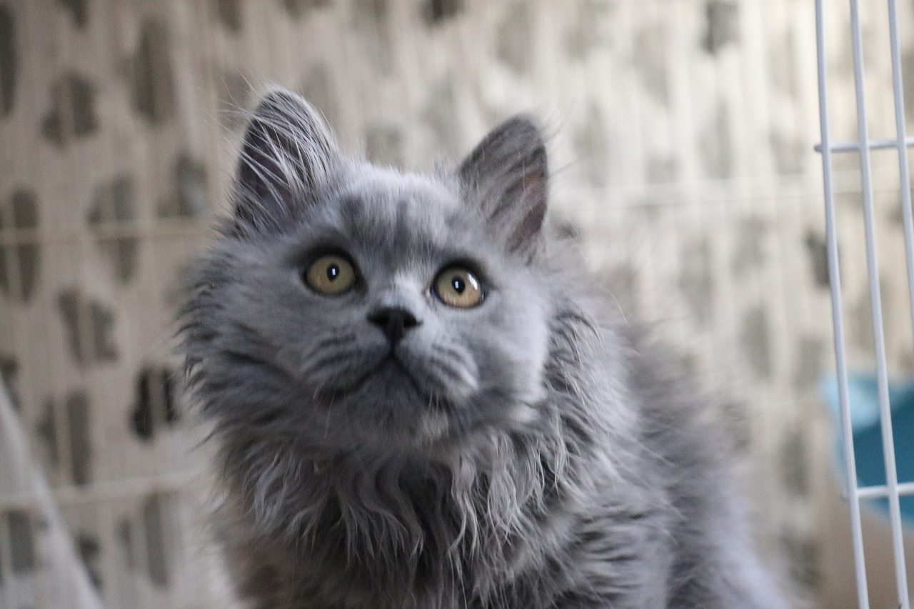 英国短毛猫纯蓝色单血统