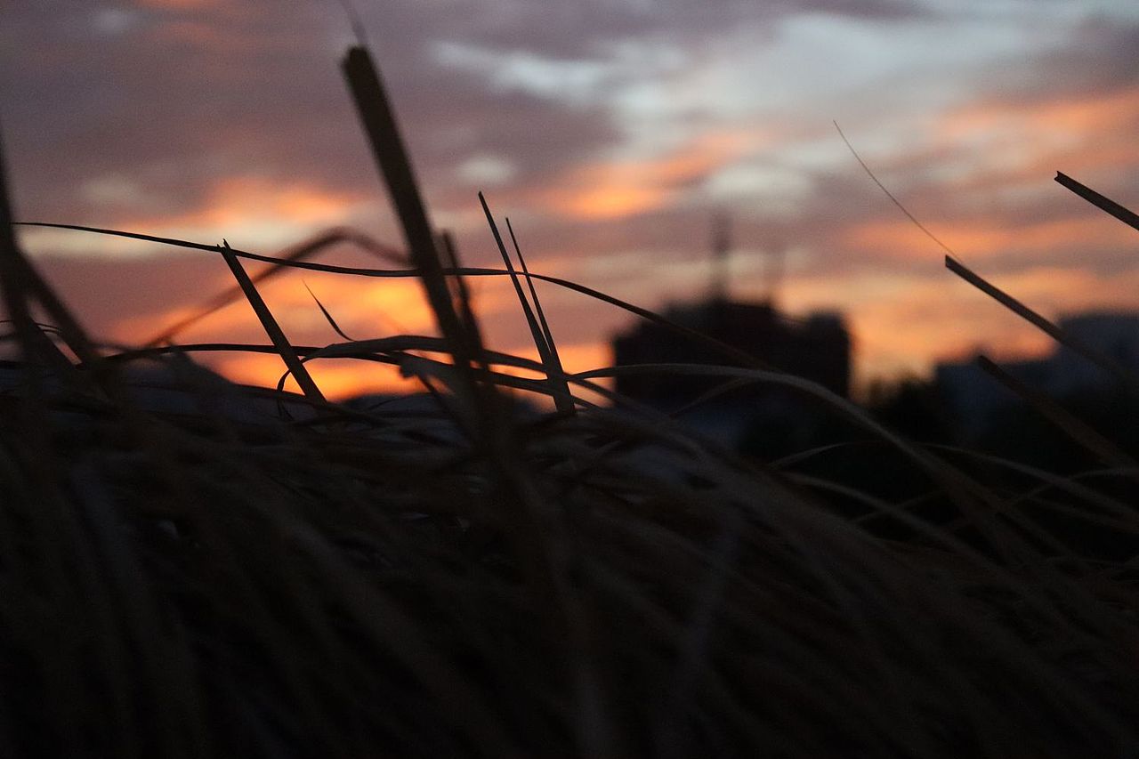 校园的黄昏独自一人