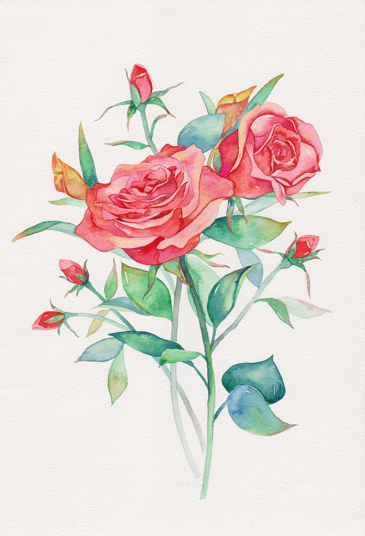 三木花草（小過程4）—玫瑰（圖ZNDU5NzM0MDQ=） - 商業(yè)插畫 - 站酷設(shè)計(jì)師吳都Jasmine原創(chuàng)素材 - 站酷ZCOOL