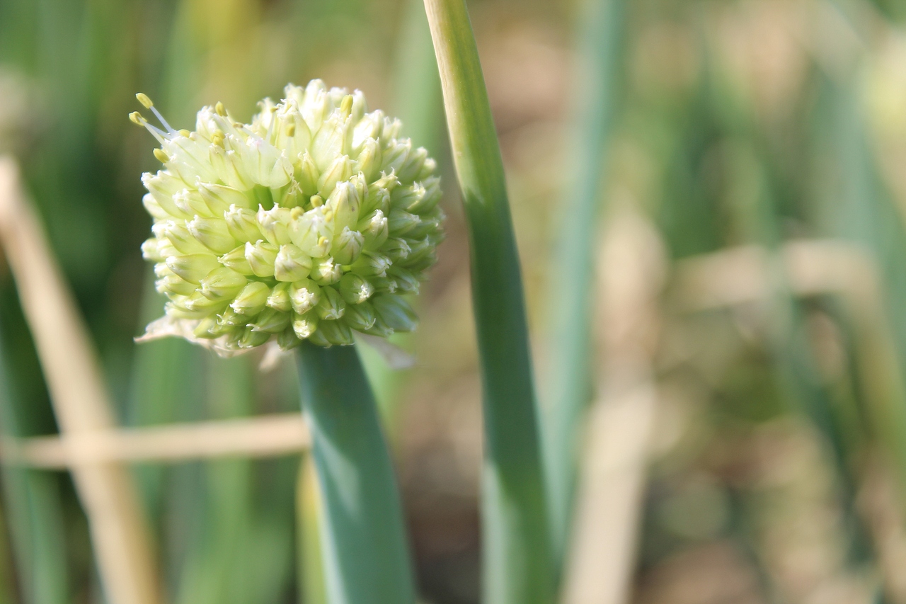 摄影 -《姜葱花》（图ZMTI0NTUwMTUy） - 风光摄影 - 站酷设计师差五毛原创素材 - 站酷ZCOOL
