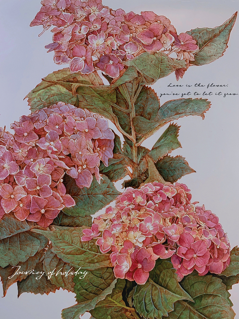 蘸水笔针管笔｜绣球花开（图ZMzUxNjI1OTg0） - 艺术插画 - 站酷设计师CatCastleDZ原创素材 - 站酷ZCOOL