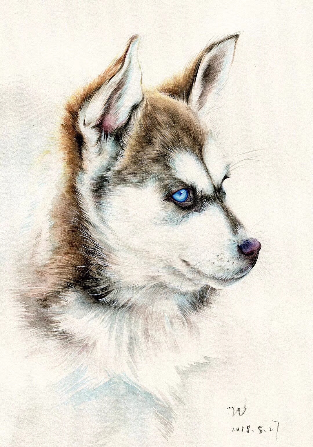 水彩哈士奇