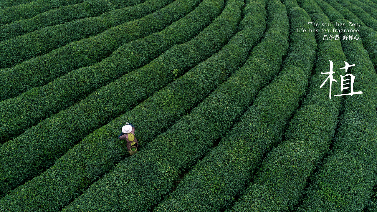 禅味茶馆 品牌设计 中式插画茶饮包装logo名片VIS（图ZMjQyNDQyOTI0） - 品牌 - 站酷设计师巴菲克原创素材 - 站酷ZCOOL