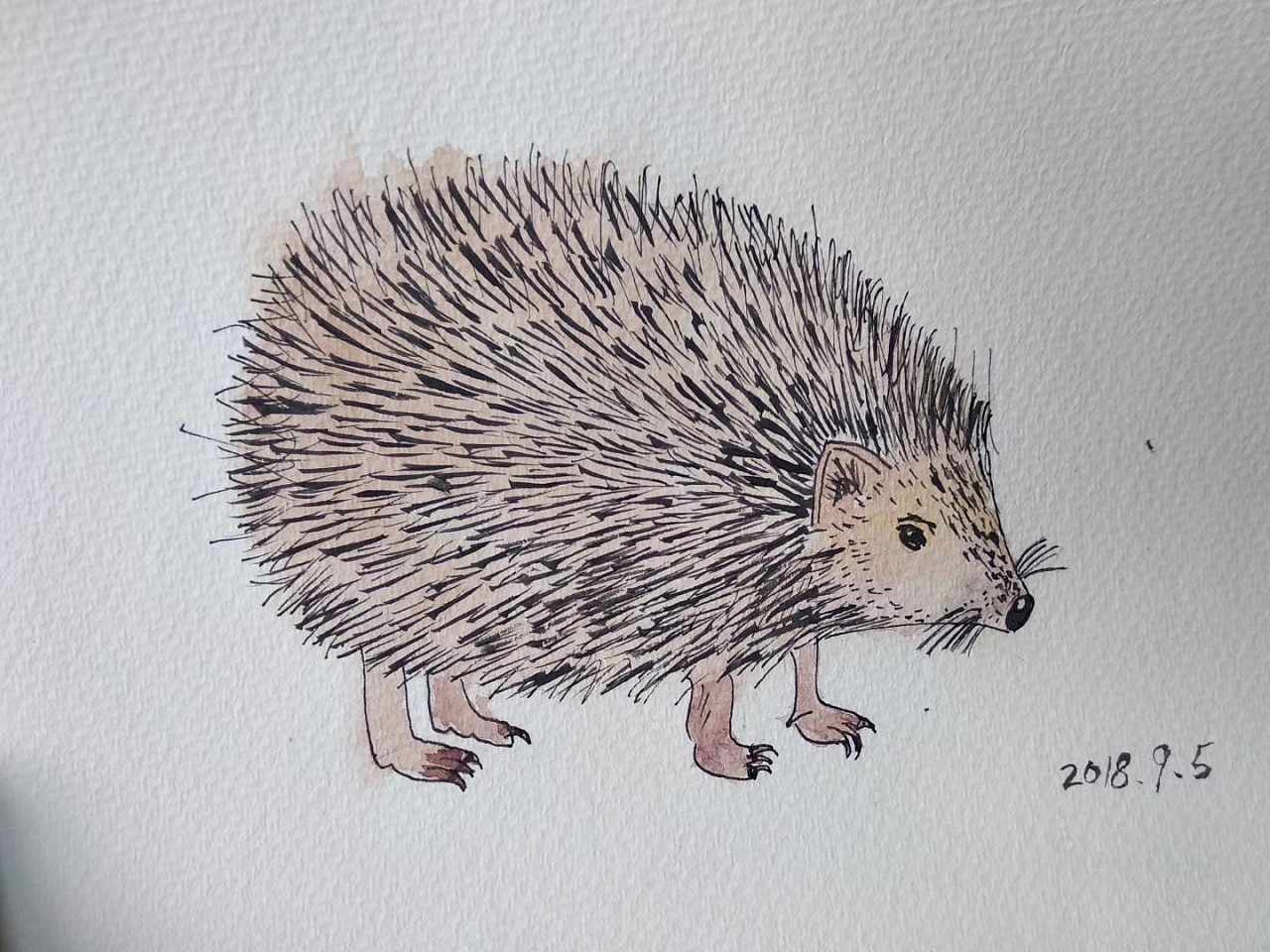 野生老虎 可爱小刺猬水彩插画