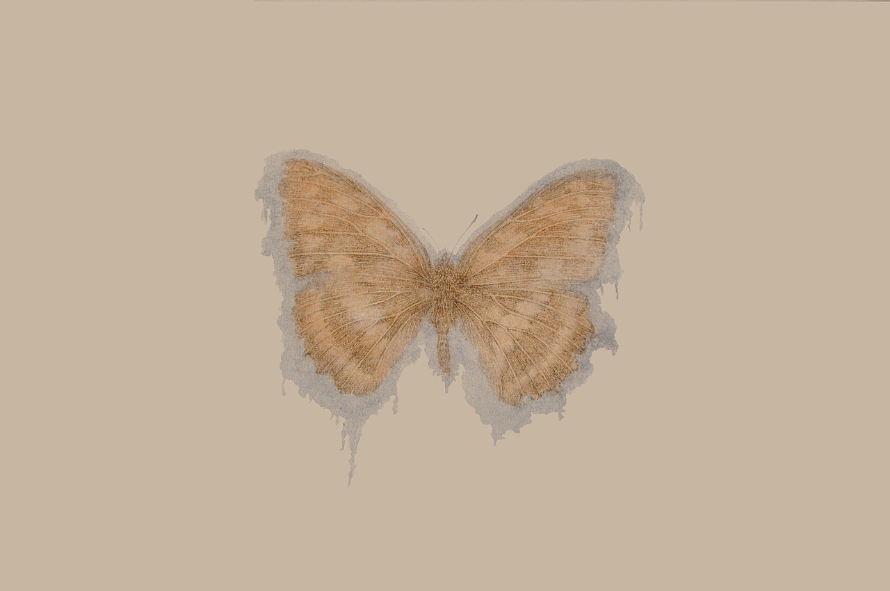 长白山野生蝴蝶（纸）（图ZMTIwNzg1MDcy） - 艺术插画 - 站酷设计师一半儿12321原创素材 - 站酷ZCOOL