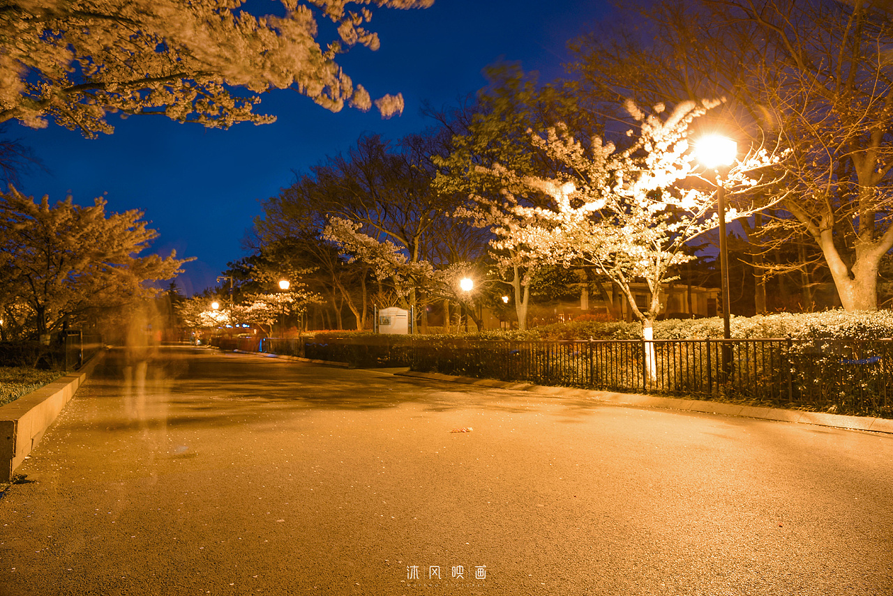 夜樱|摄影|风光|yingyingdengdeng - 原创作品 - 站酷 (ZCOOL)