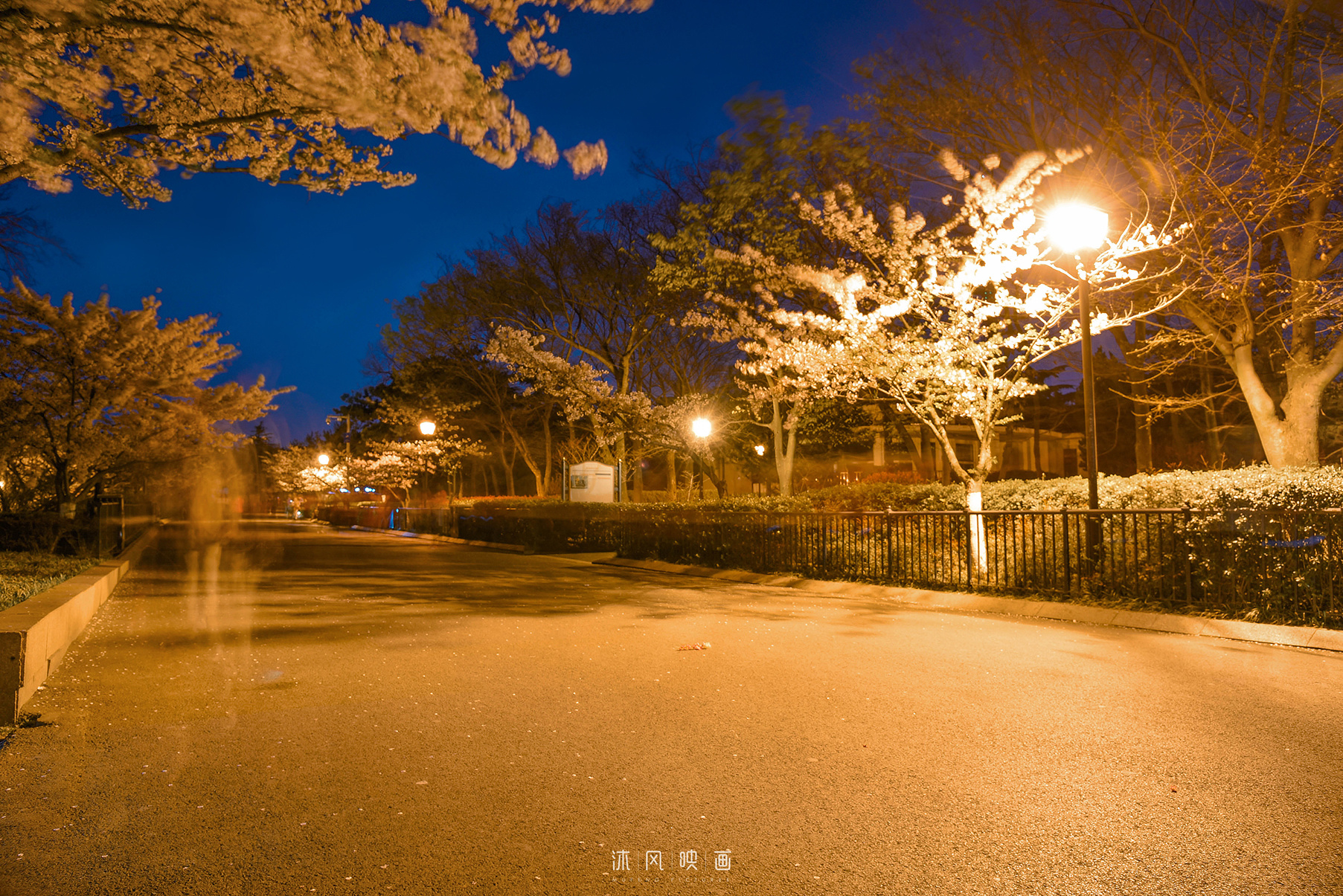 青岛中山公园樱花|摄影|风光摄影|zl石磊 - 原创作品 - 站酷 (ZCOOL)
