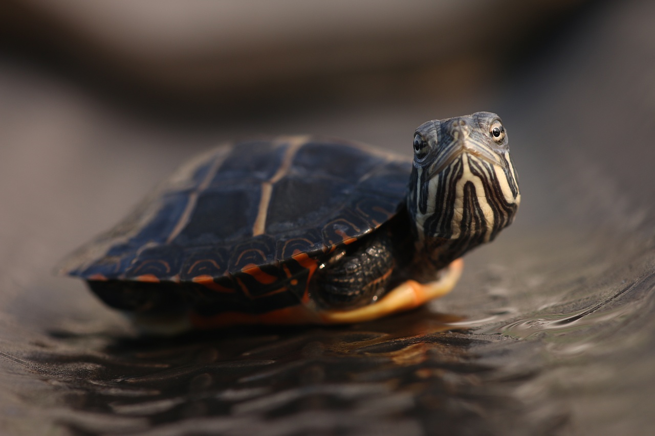 龟文化|摄影|宠物摄影|z23200250 - 原创作品 - 站酷 (zcool)