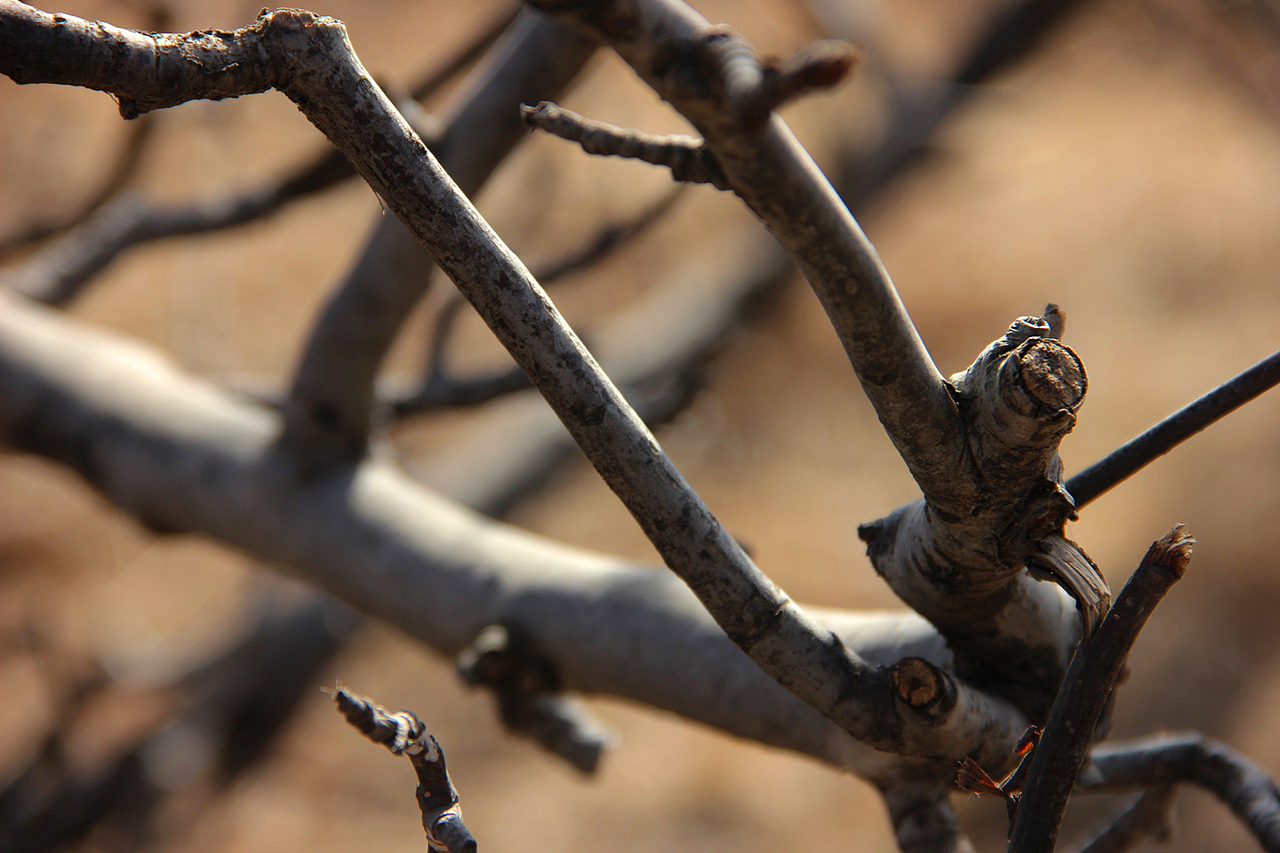 一年一次的回家  一年一次的记忆