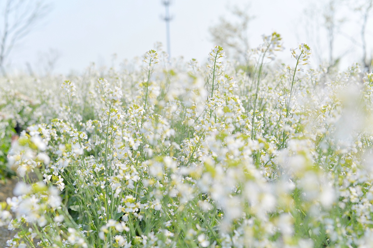 白色油菜花