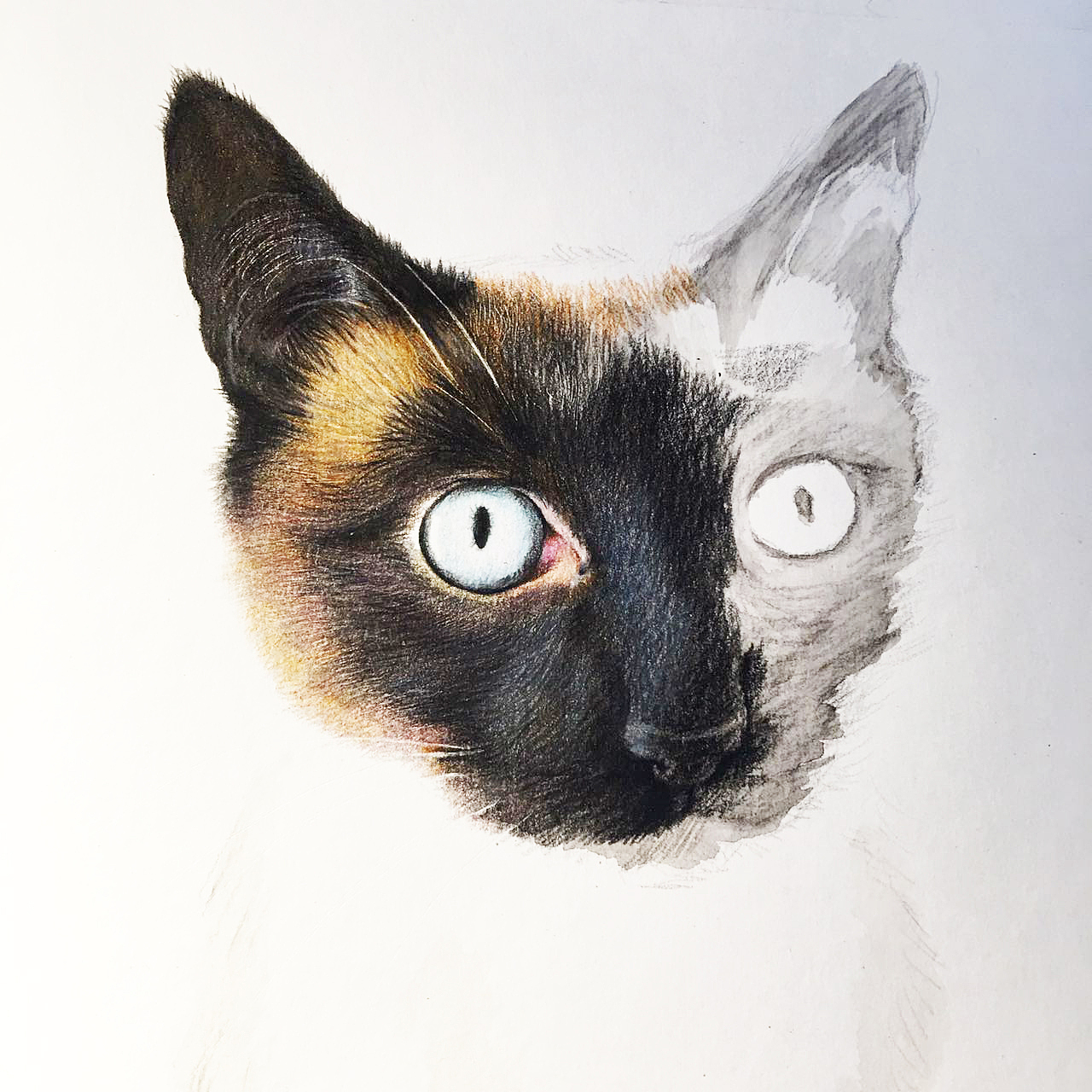 彩铅手绘暹罗bz