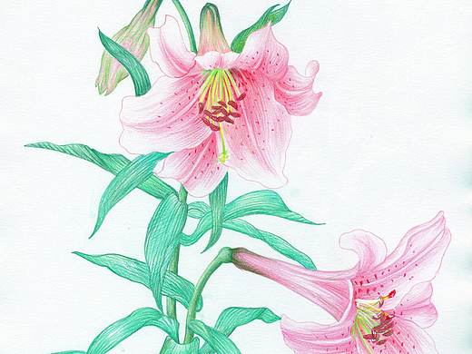 香水百合