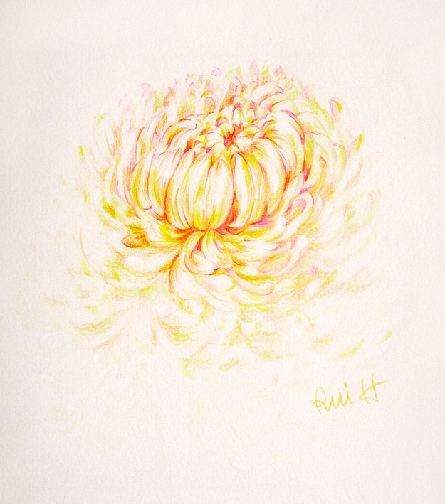 最近画的水彩、彩铅 菊花