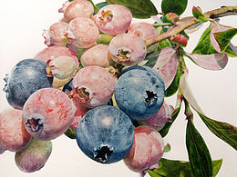 <b class='hightlight'>水彩</b>