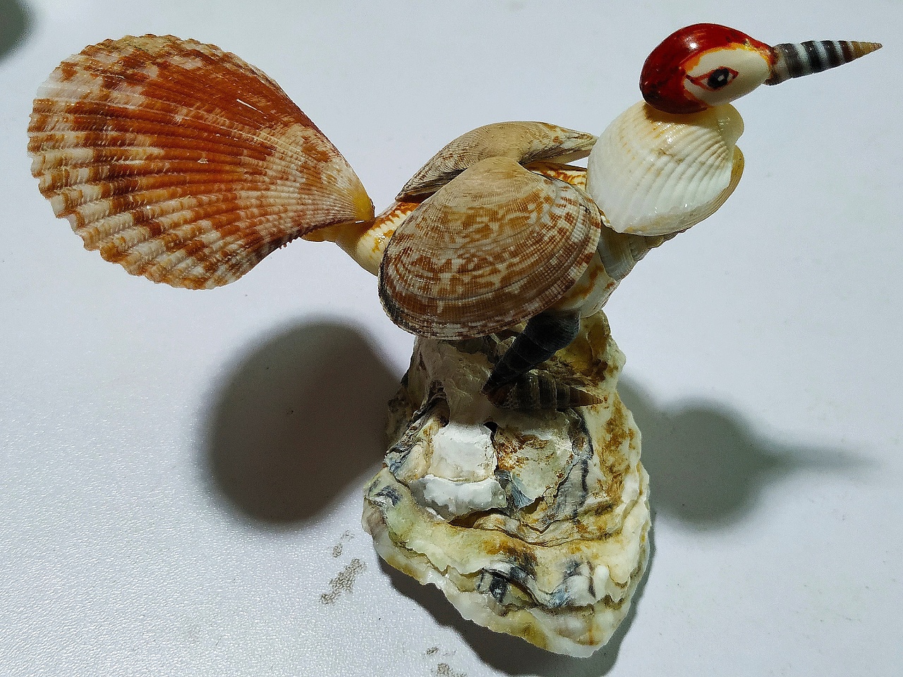 贝壳做的雌性报喜鸟