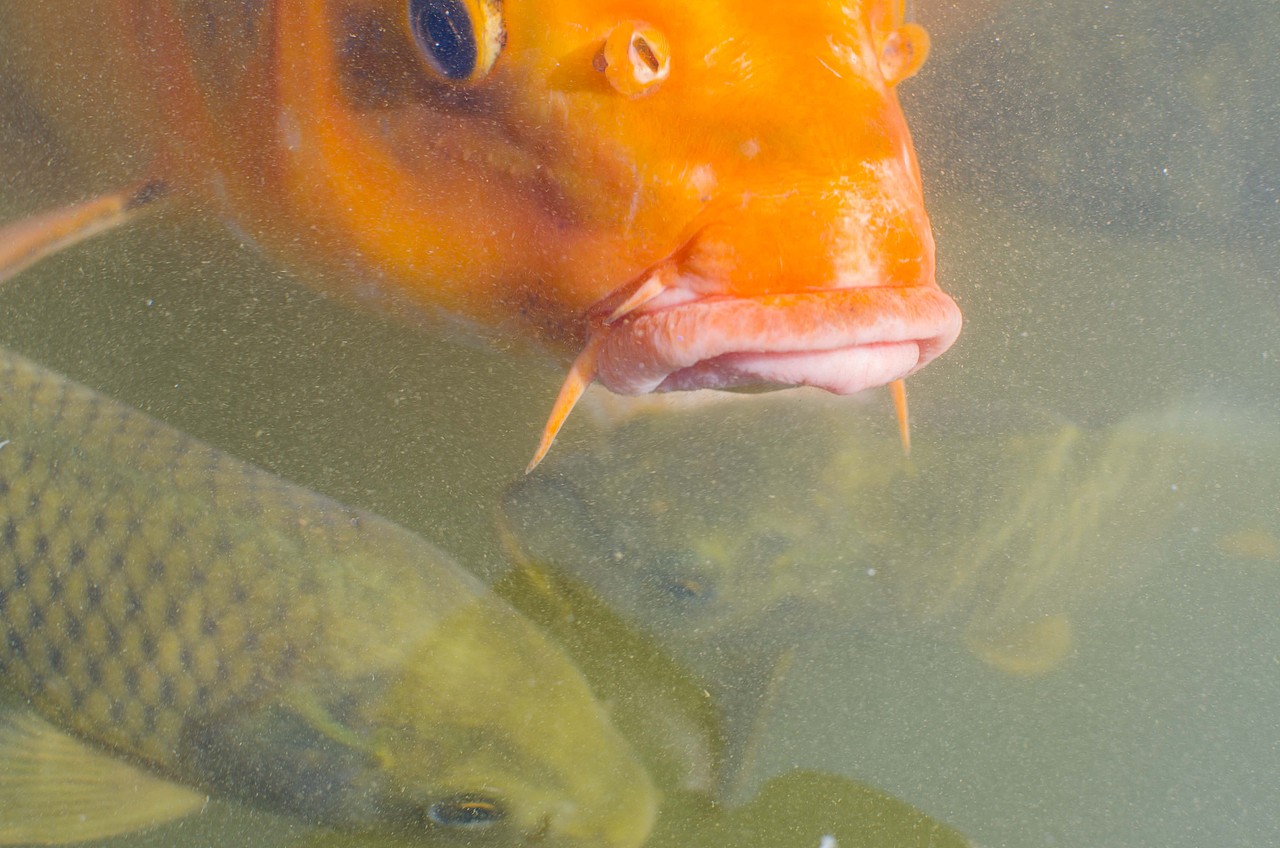 摄影之《逍遥游》