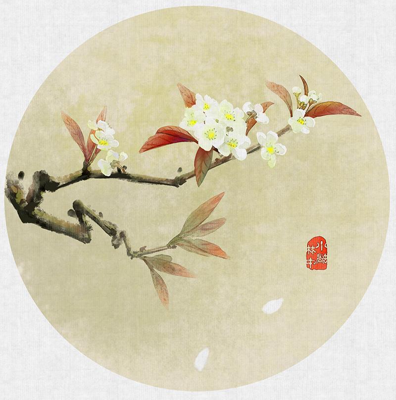 盛开的杏花原画图片