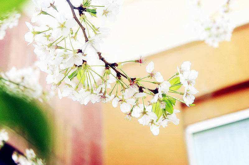 春花烂漫#美好生活#（图ZMTUxOTAwNjg=） - 风光摄影 - 站酷设计师米饭殿下原创素材 - 站酷ZCOOL