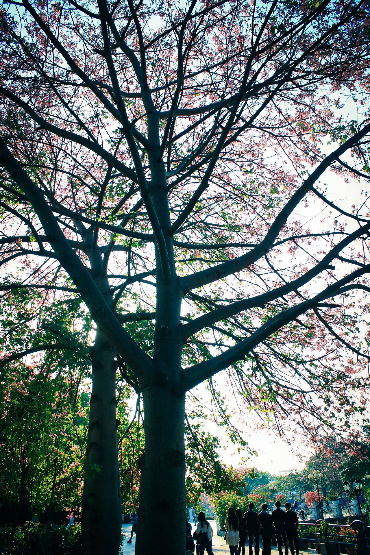 广州大学华软软件学院丝木棉盛开