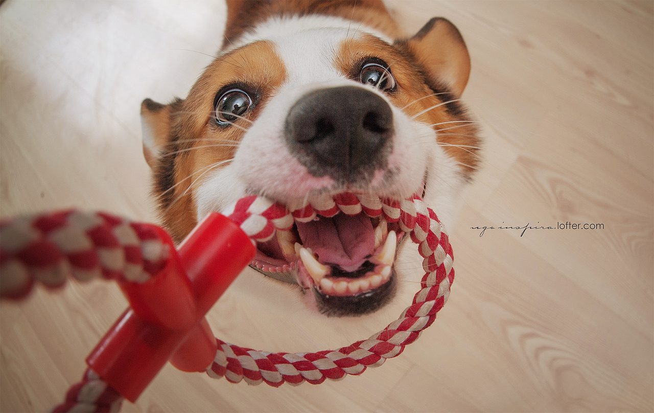 我猜我们见过面.恩?【动物摄影师何某某个人作品2】