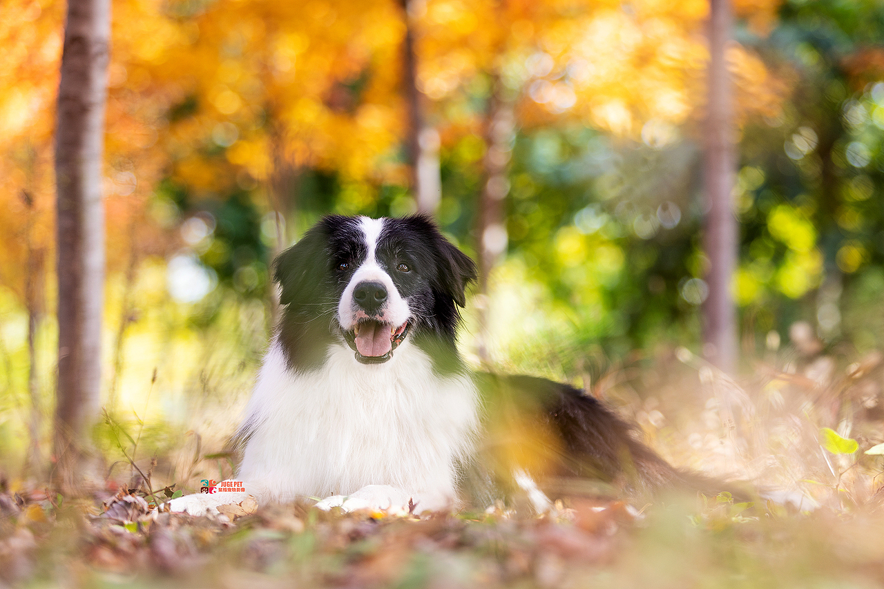 秋季真美|宠物摄影