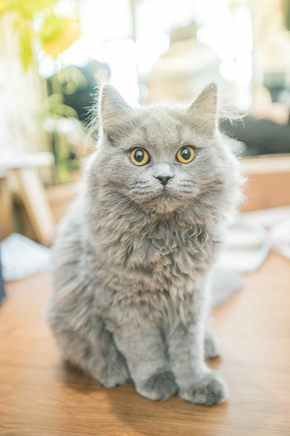 猫咖（图ZNjkyODQ1MTI=） - 宠物摄影 - 站酷设计师xubin1123原创素材 - 站酷ZCOOL