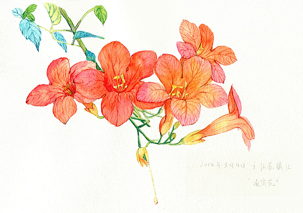 手绘花卉系列——《花草志Ⅰ》（图ZMTY2ODUyNjQ=） - 商业插画 - 站酷设计师阿骨AOKI原创素材 - 站酷ZCOOL