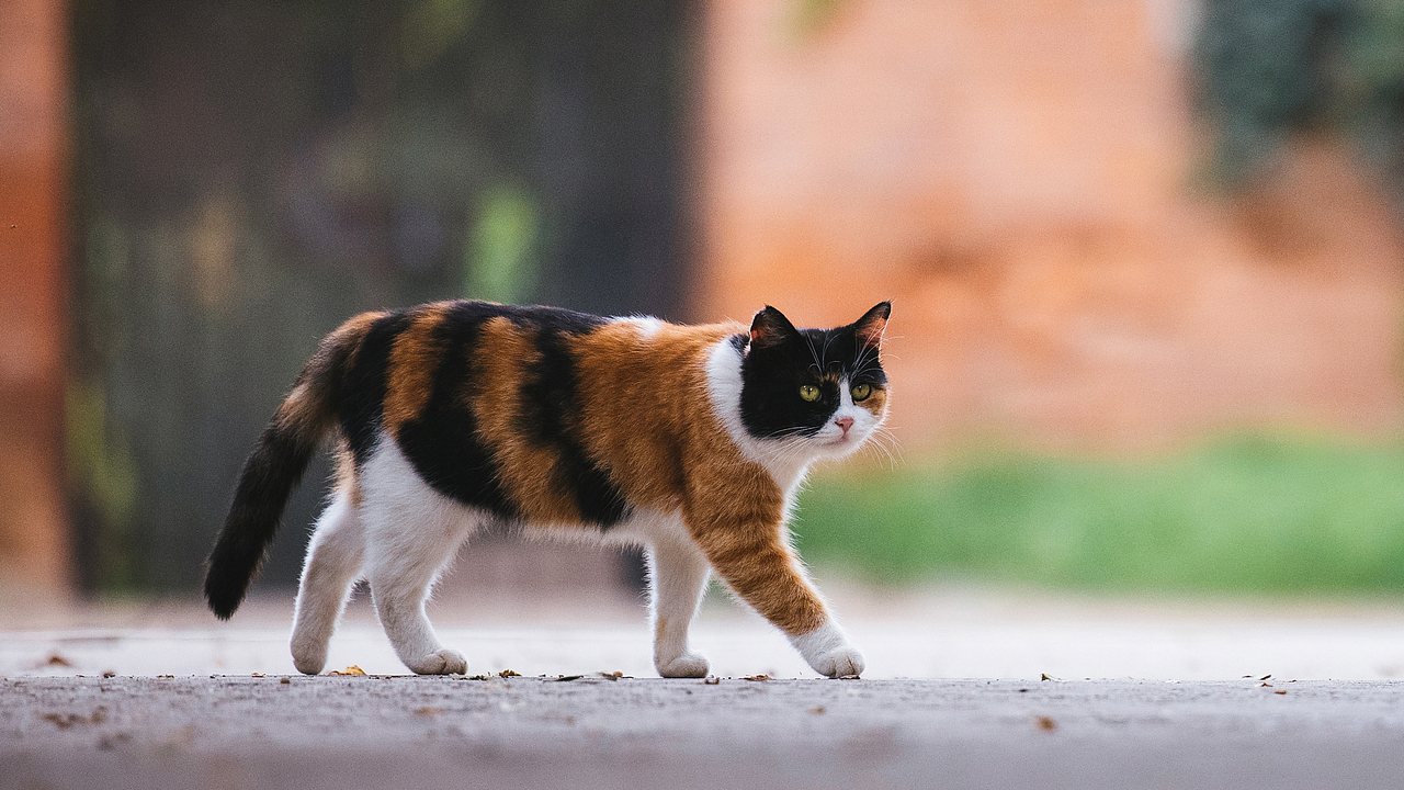 使用佳能EOS R5解锁更多猫咪姿势(图ZMjIyNDgxMzQw) - 宠物摄影 - 站酷设计师克查原创素材 - 站酷ZCOOL