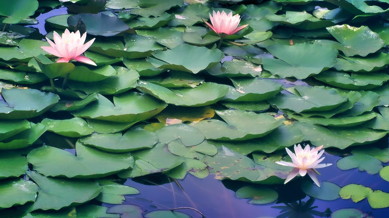 阳光洒在荷花池