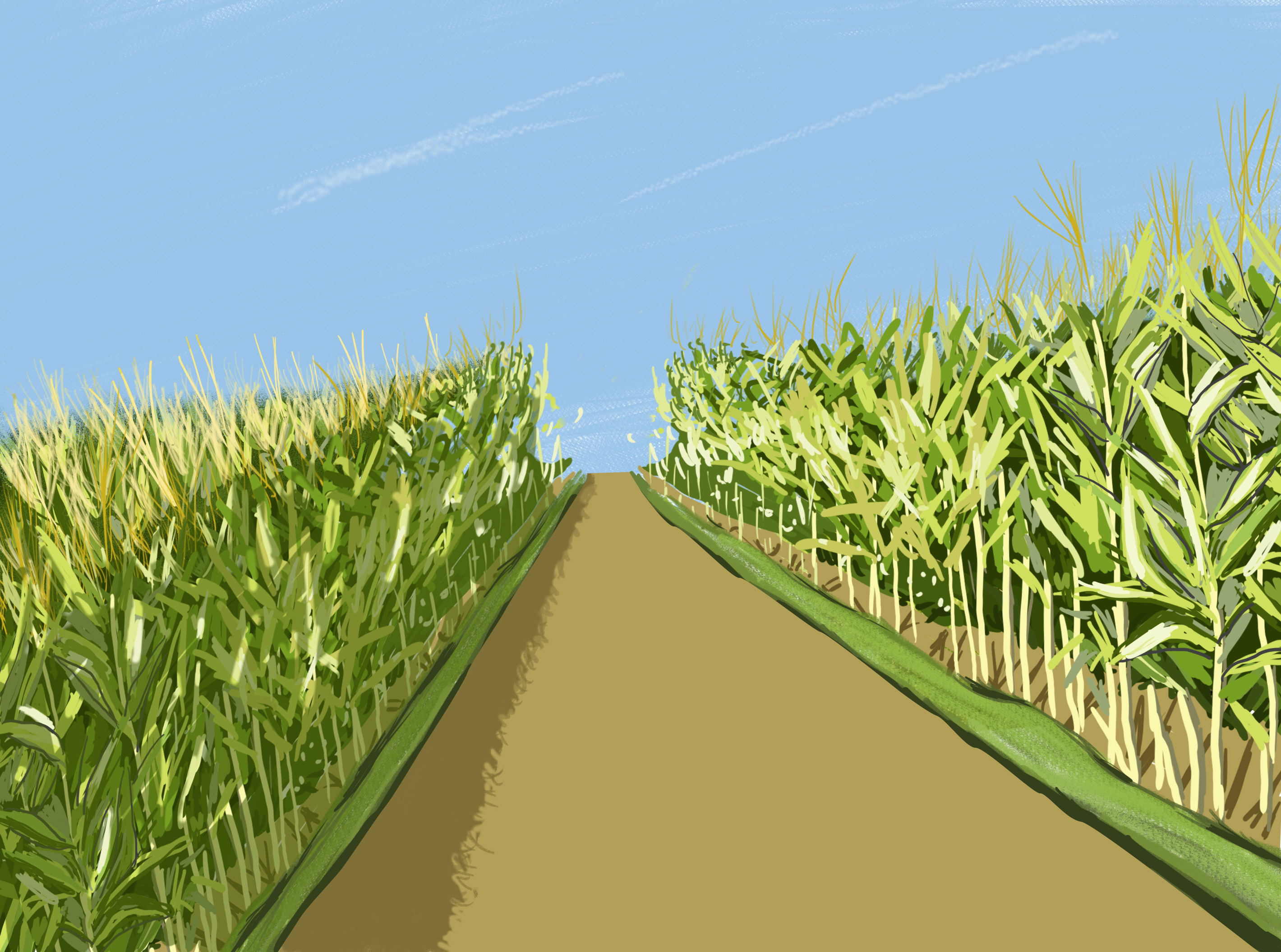 玉米地手绘图片