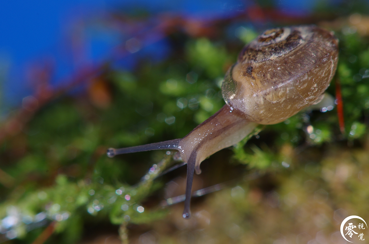 动物世界（图ZNDA1MDgyODA=） - 宠物摄影 - 站酷设计师零视觉创意原创素材 - 站酷ZCOOL