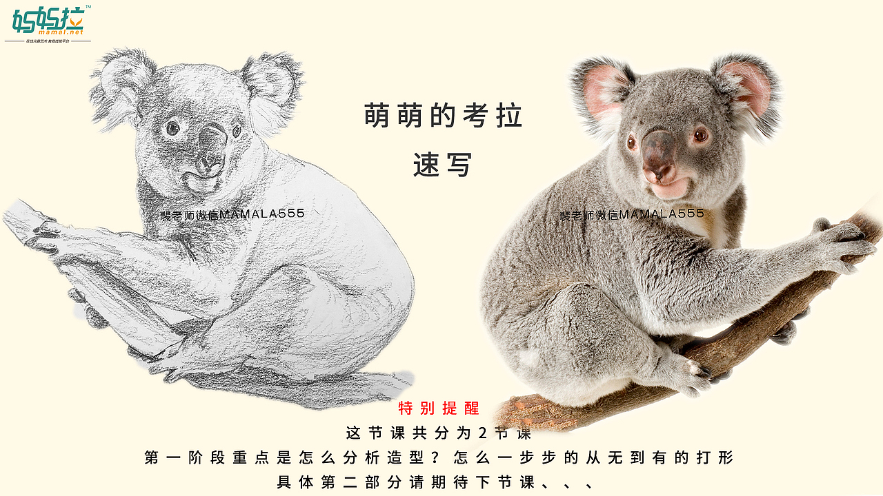 中央美术学院毕业裴俊飞老师速写萌萌的考拉欣赏