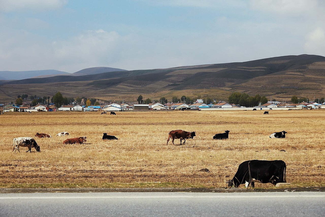 青海、甘肃七日行