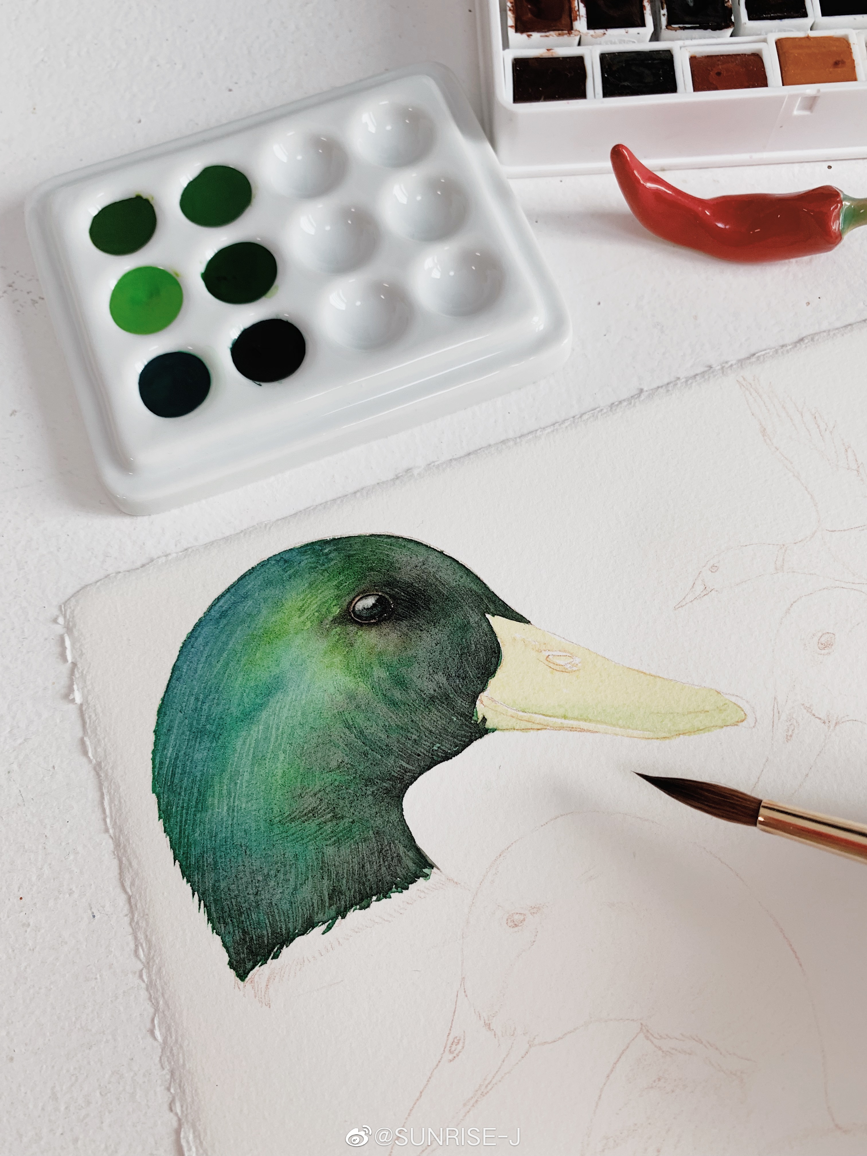 绿头鸭的画法图片