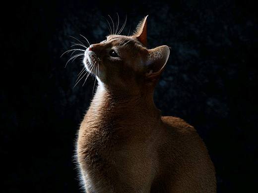 人类最早饲喂的猫咪之一——阿比西尼亚
