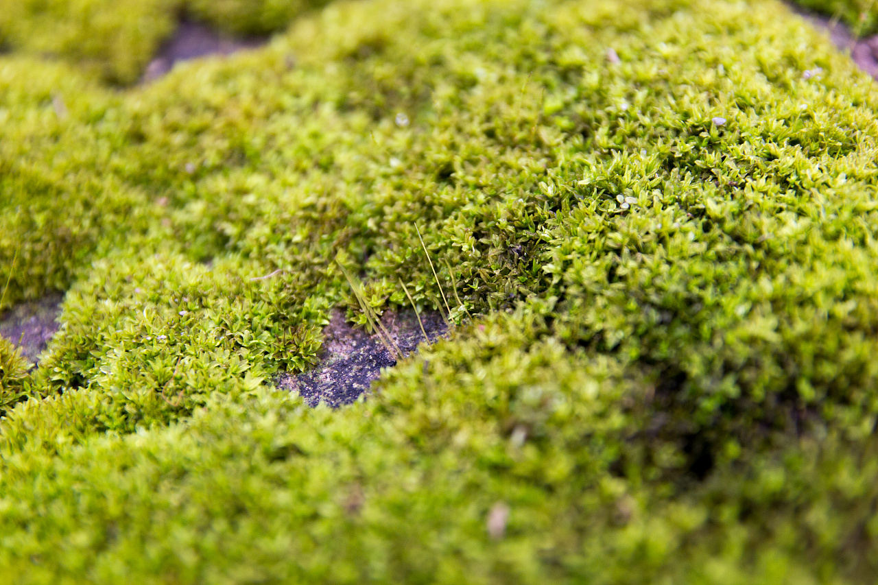 屋顶上一行行的苔藓|摄影|生态|依米EMI - 原创作品 - 站酷 (ZCOOL)