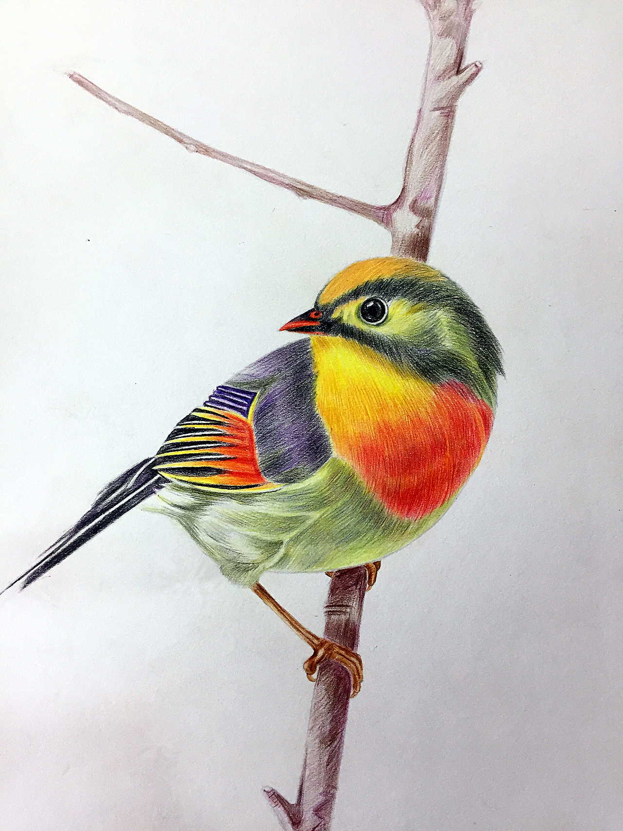 彩铅（图ZNjUwNjgxNDg=） - 创作习作 - 站酷设计师smallfishlcy原创素材 - 站酷ZCOOL