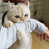 Jenny墨鱼的头像