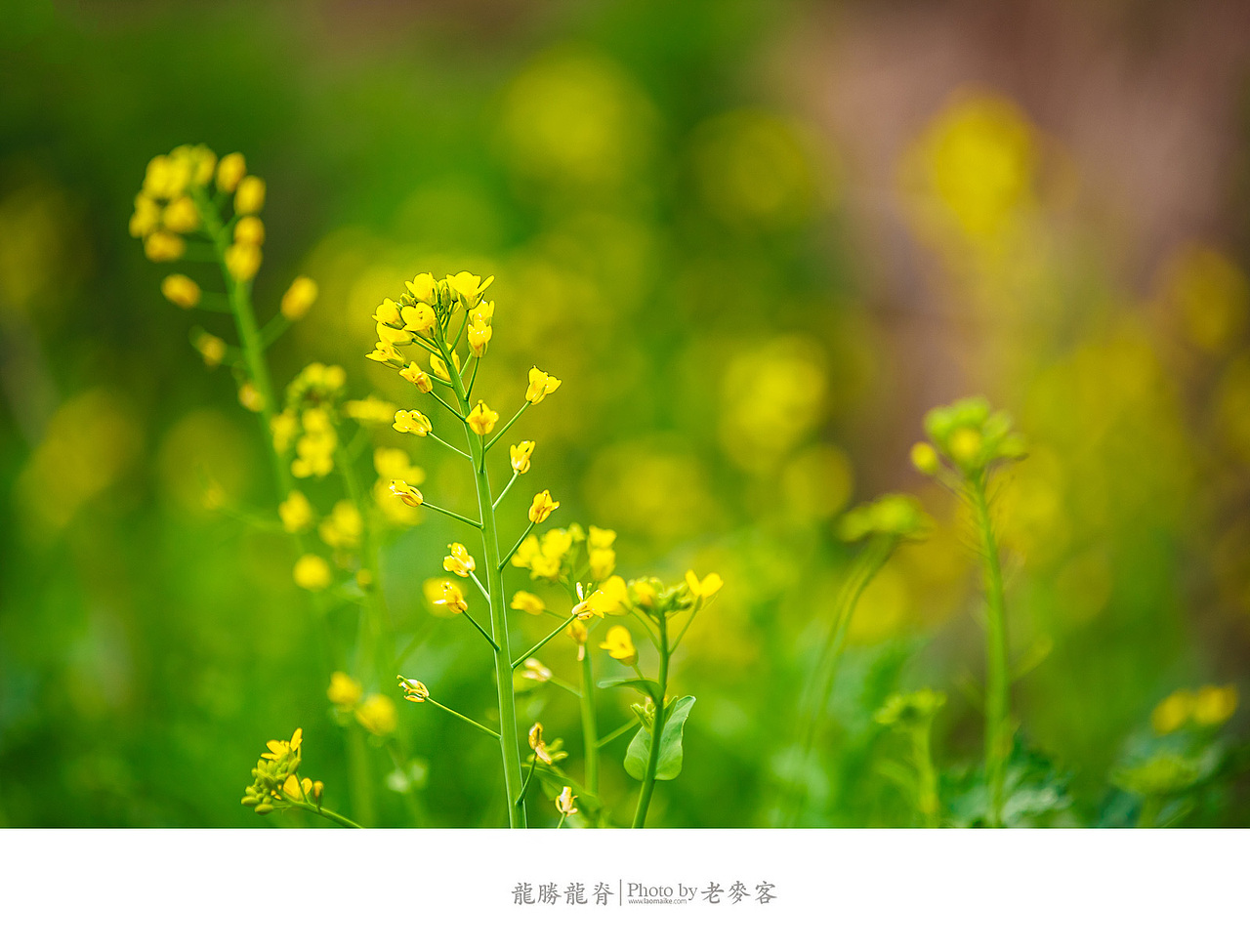 冬日里的龙脊古壮寨梯田（图ZMTQwMjM2ODA=） - 风光摄影 - 站酷设计师laomaike原创素材 - 站酷ZCOOL