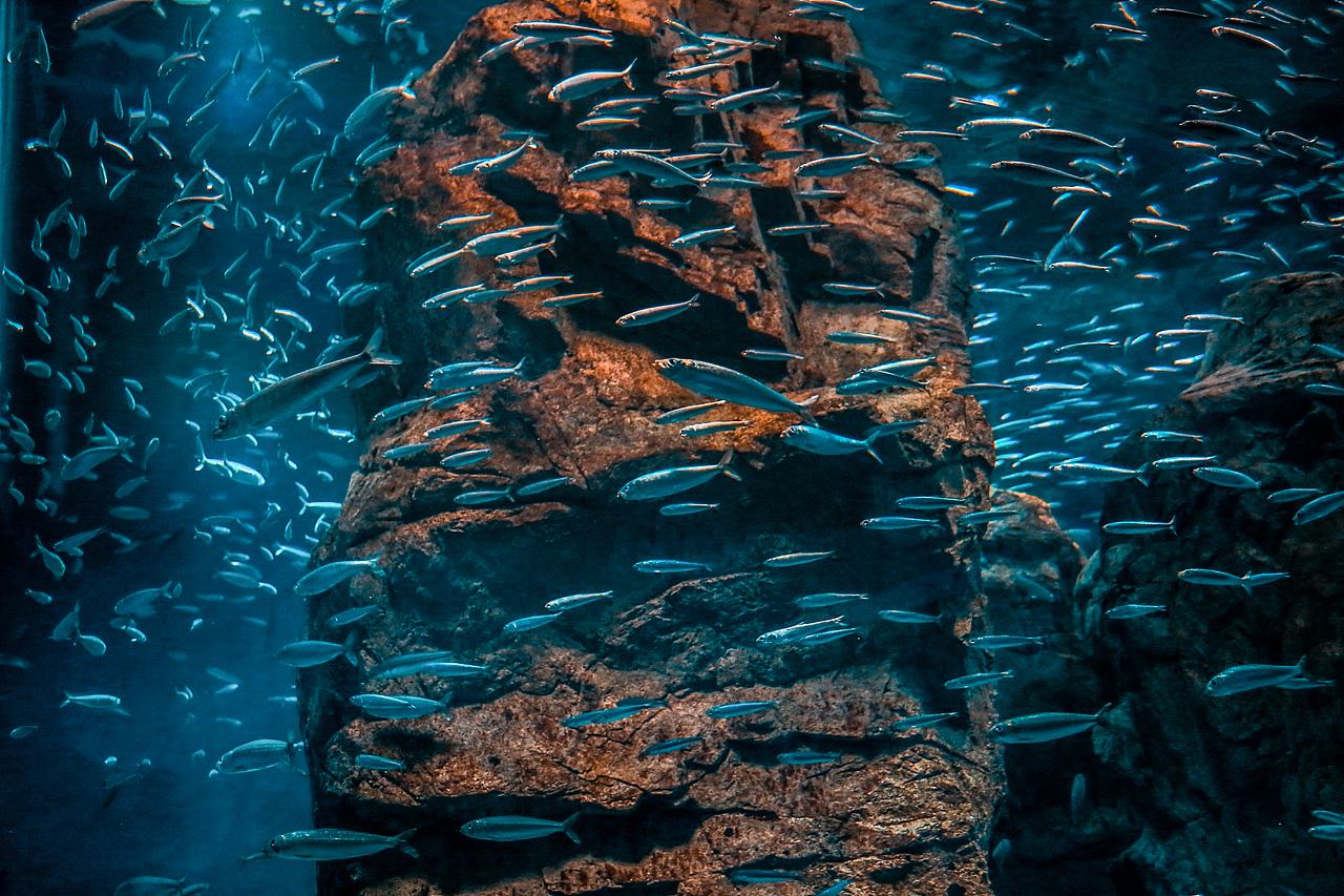 海游馆(摄影)（图ZMjQwODA0NTAw） - 风光摄影 - 站酷设计师sin纯子原创素材 - 站酷ZCOOL