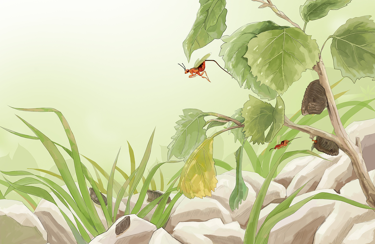 法布尔昆虫记-螳螂篇绘本设计绘制沈阳/插画师/3年前/1398浏览sylink