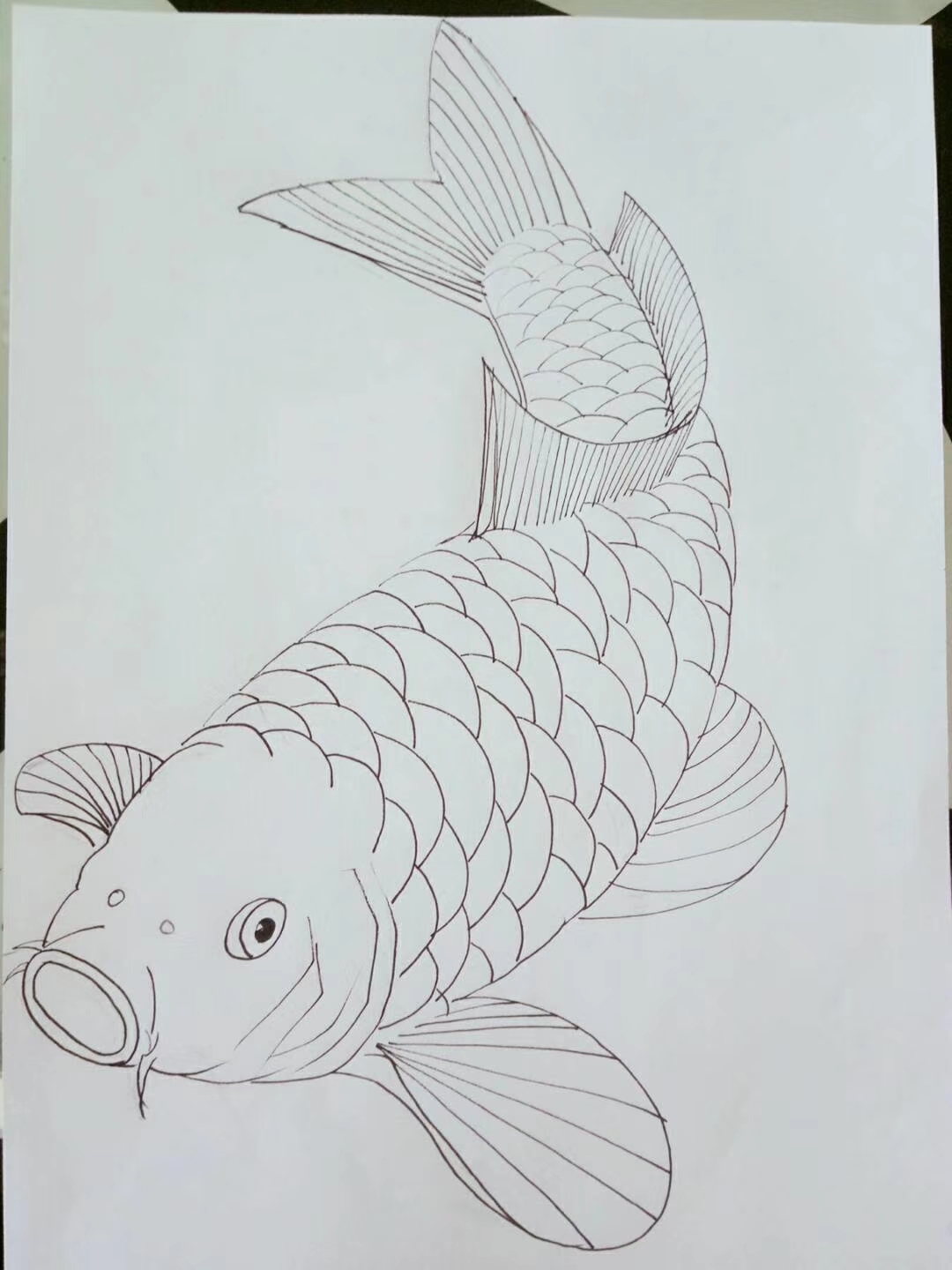 鱼的画法难图片