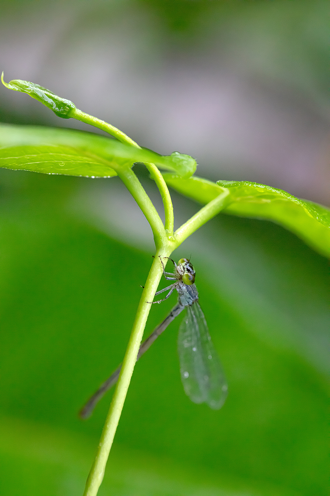 豆娘|摄影|微距|可咔噜 - 原创作品 - 站酷 (zcool)
