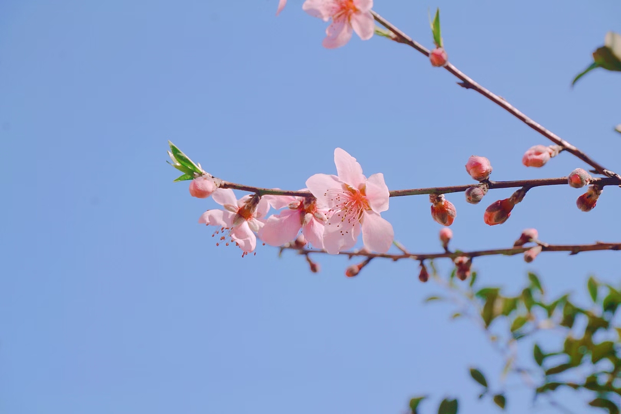 桃（图ZMjkwODk4MjUy） - 风光摄影 - 站酷设计师狐丶悲原创素材 - 站酷ZCOOL